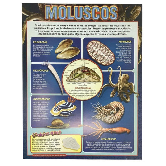 CARTEL MOLUSCOS