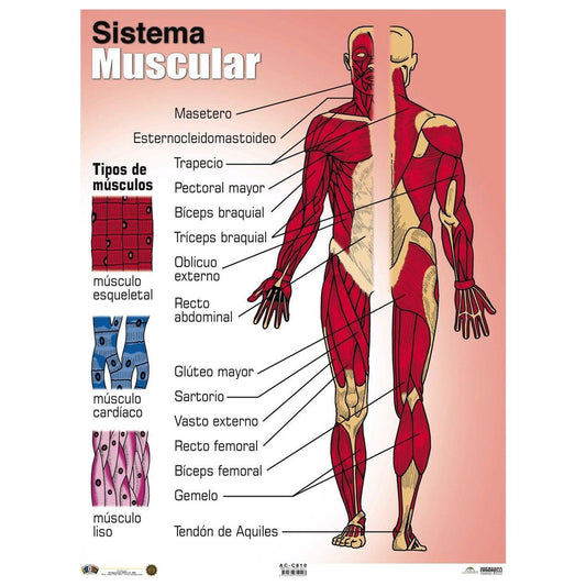 CARTEL SISTEMA MUSCULAR