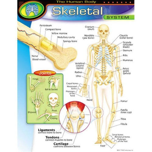 THE HUMAN BODYSKELETAL SYSTEM CHART