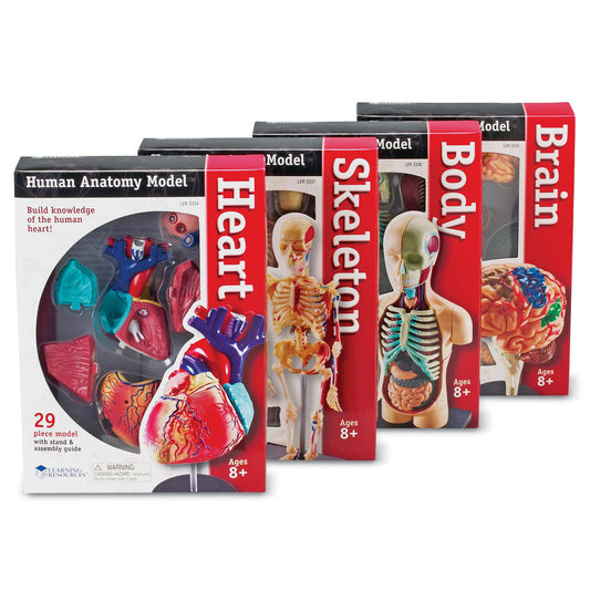 ANATOMY MODELS SET
