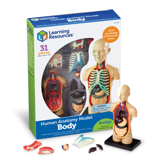 ANATOMY MODEL - HUMAN BODY