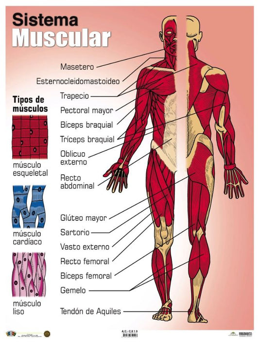 Cartel Sistema Muscular