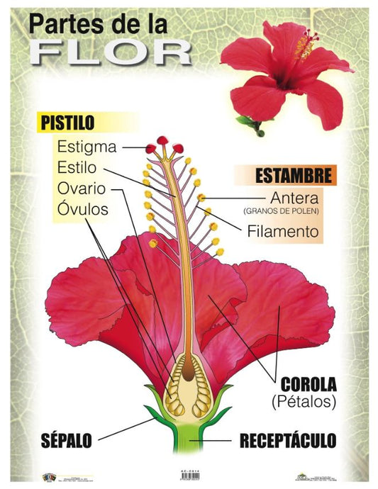 Cartel Las Partes De La Flor