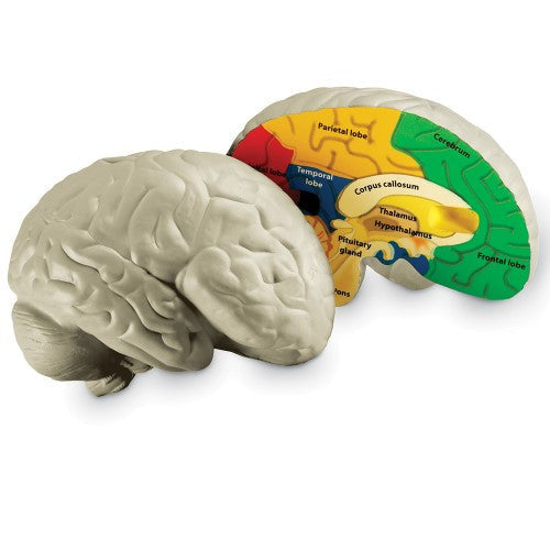 HUMAN BRAIN CROSSSECTION MODEL SOFT FOAM