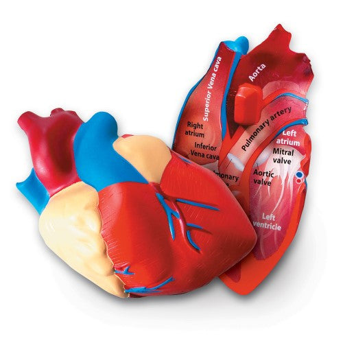 HUMAN HEART CROSS MODEL SOFT FOAM