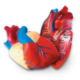 HUMAN HEART CROSS MODEL SOFT FOAM