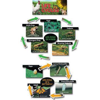 LIFE CYCLES MINI BULLETIN BOARD