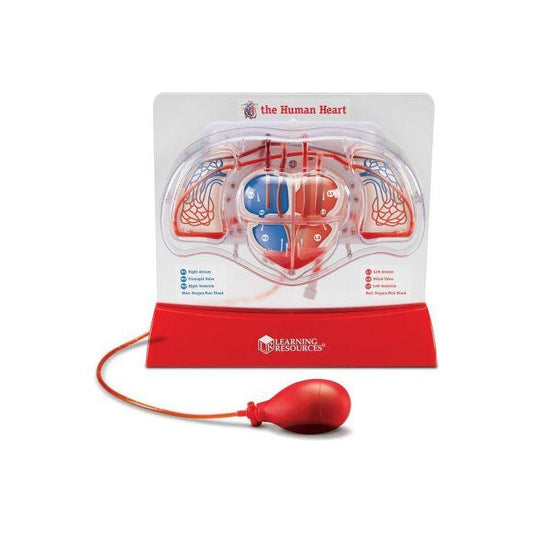 PUMPLING HEARTS MODEL