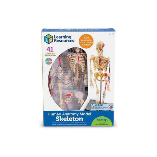 HUMAN SKELETON MODEL