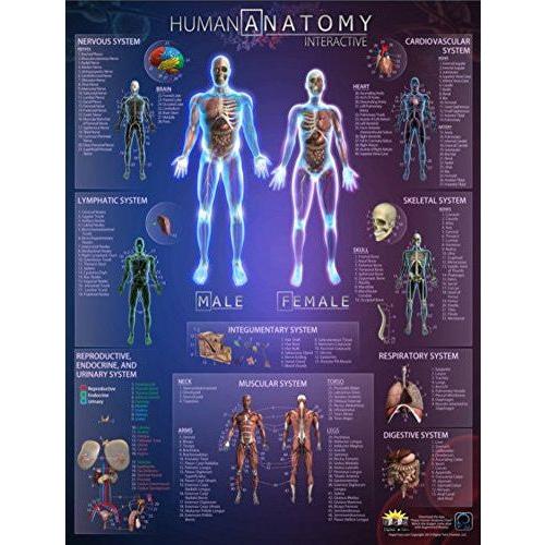 POPAR HUMAN ANATOMY INTERATIVE WALL CHART