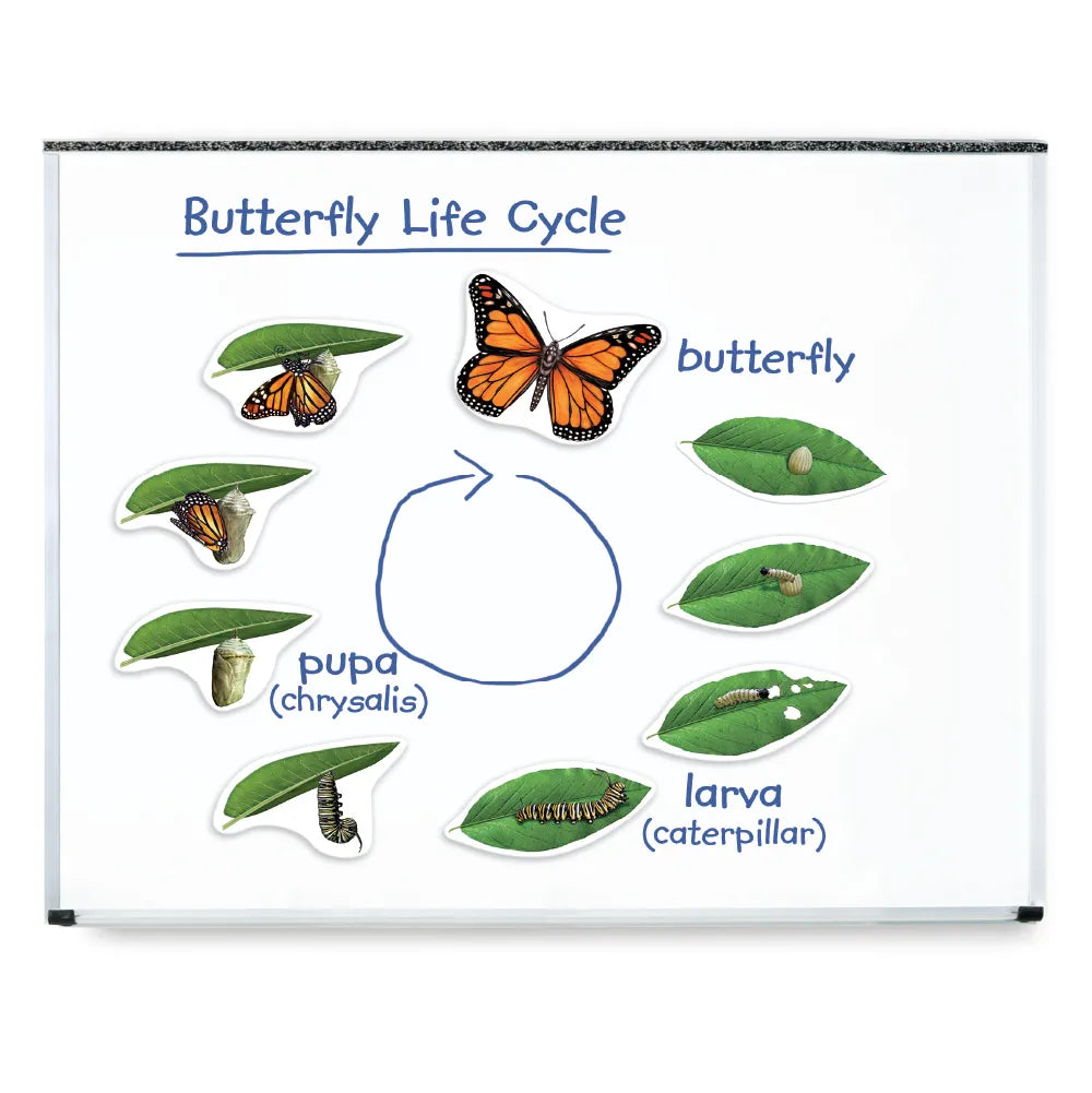 Giant Magnetic Butterfly Life Cycle – imagen 3 - JA Riollano