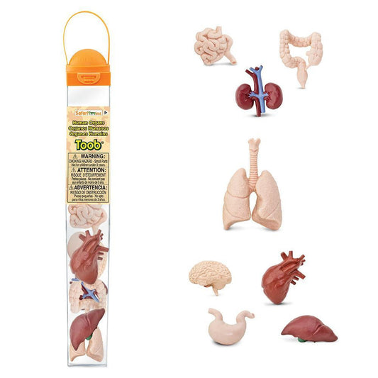 HUMAN ORGANS TOOBS 8 PC