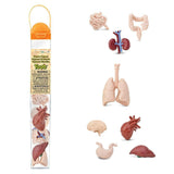 HUMAN ORGANS TOOBS 8 PC