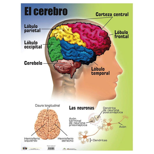 CARTEL EL CEREBRO