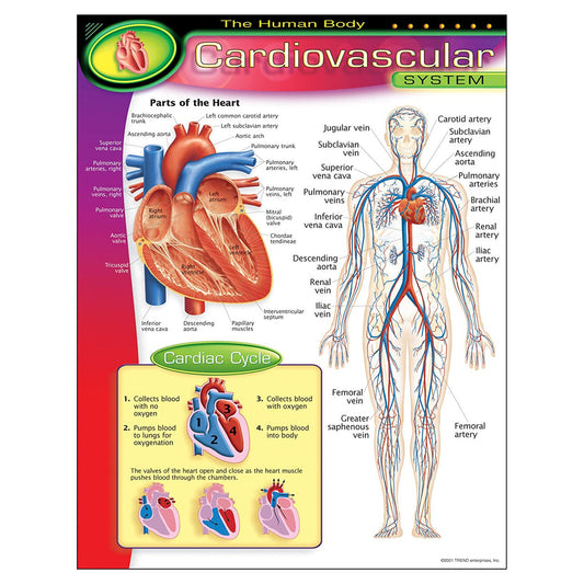 THE HUMAN BODYCARDIOVASCULAR CHART