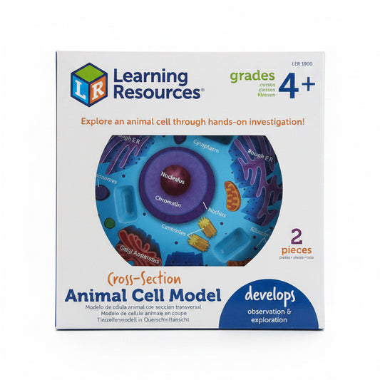 Cross Section Animal Cell Model