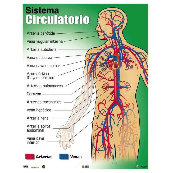 CARTEL SISTEMA CIRCULATORIO
