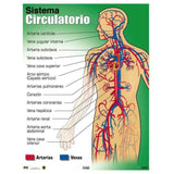 CARTEL SISTEMA CIRCULATORIO