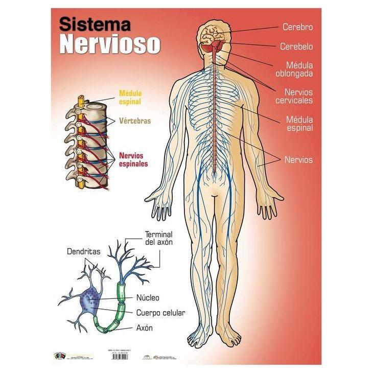 CARTEL SISTEMA NERVIOSO