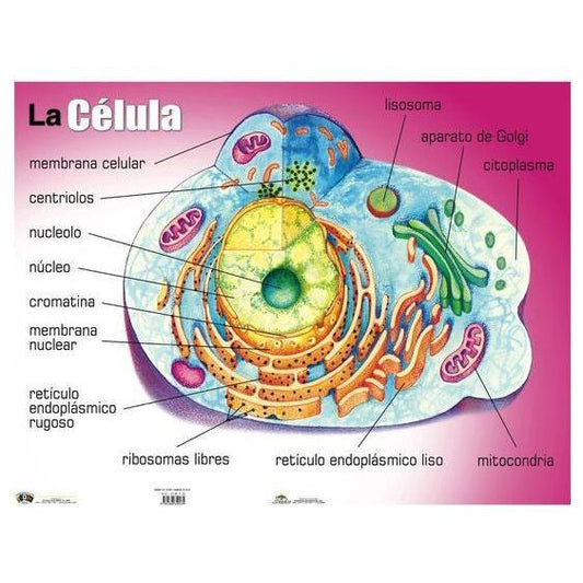 CARTEL LA CELULA