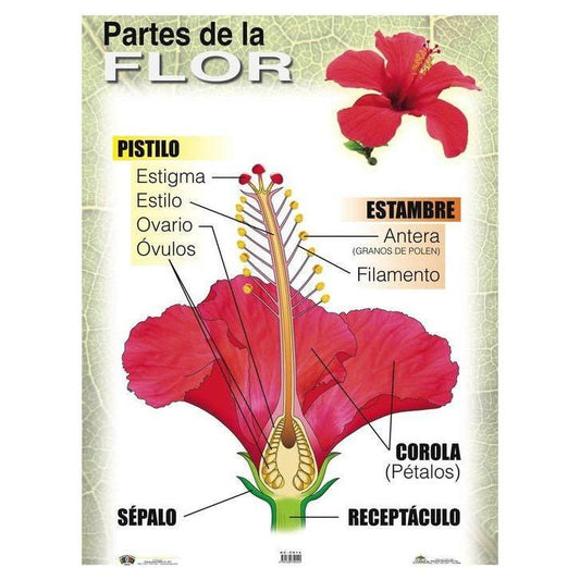 CARTEL PARTES DE LA FLOR