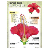 CARTEL PARTES DE LA FLOR