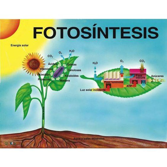 CARTEL FOTOSINTESIS