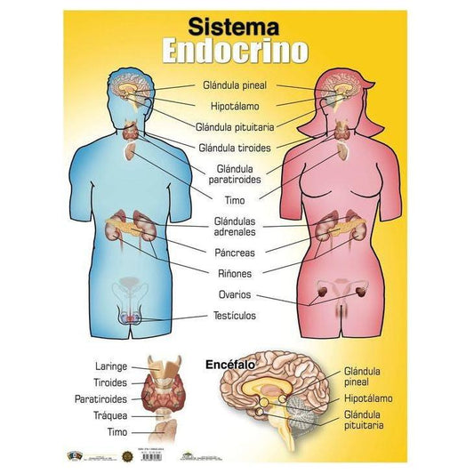 CARTEL SISTEMA ENDOCRINO