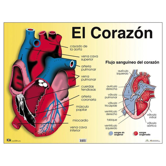 CARTEL EL CORAZON
