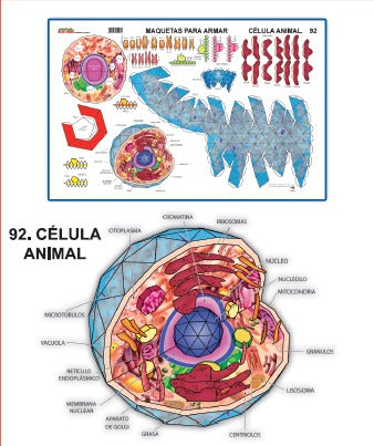 MODELO MAQUETA CELULA ANIMAL