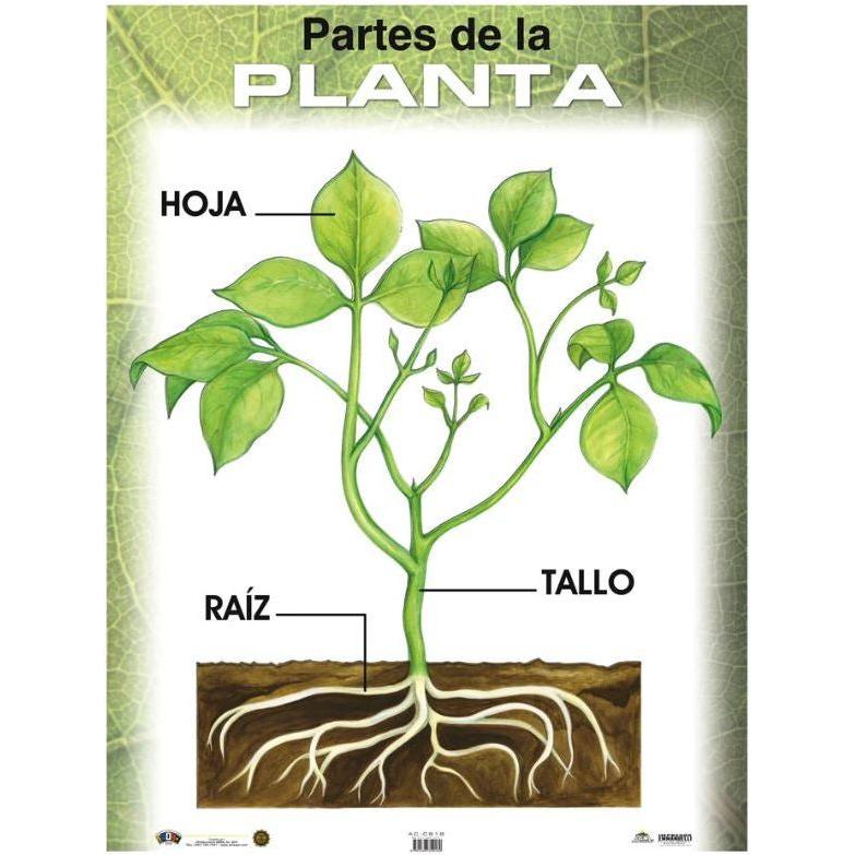CARTEL PARTES DE LA PLANTA
