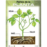 CARTEL PARTES DE LA PLANTA