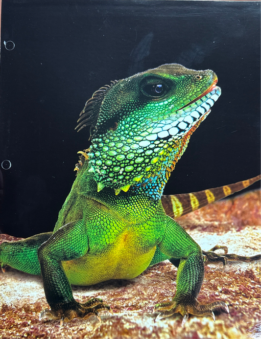 REPTILES PORTFOLIOS