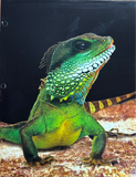 REPTILES PORTFOLIOS