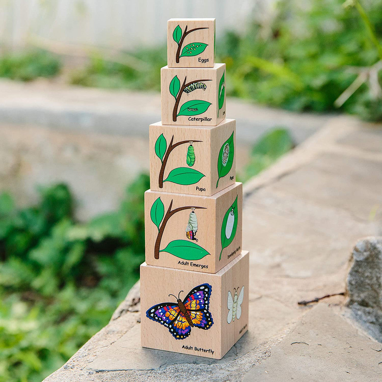 LIFECYCLE WOODEN BLOCKS