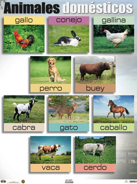 ANI ANIMALES DOMESTICOS CARTEL