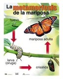 ANI METAMORFOSIS MARIPOSA CARTEL