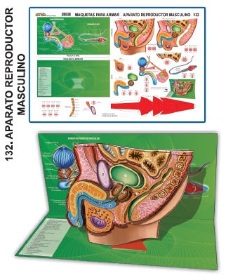 MODELO MAQUETA APARATO REPRODUCTOR MASCULINO