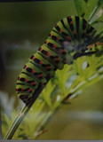 BUGS PORTFOLIOS