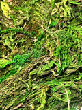GREEN MOSS