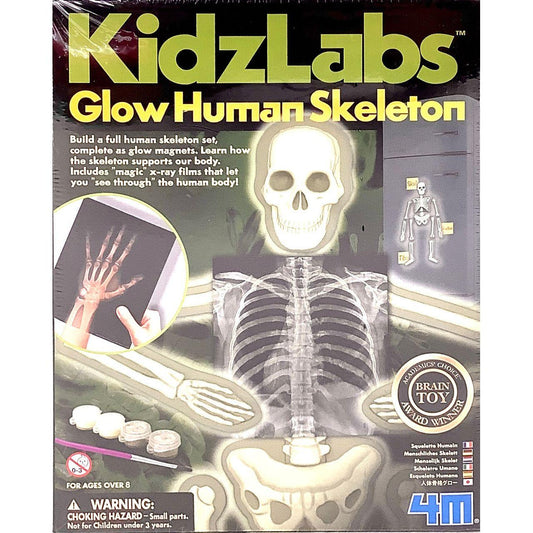 Glow Human Skeleton