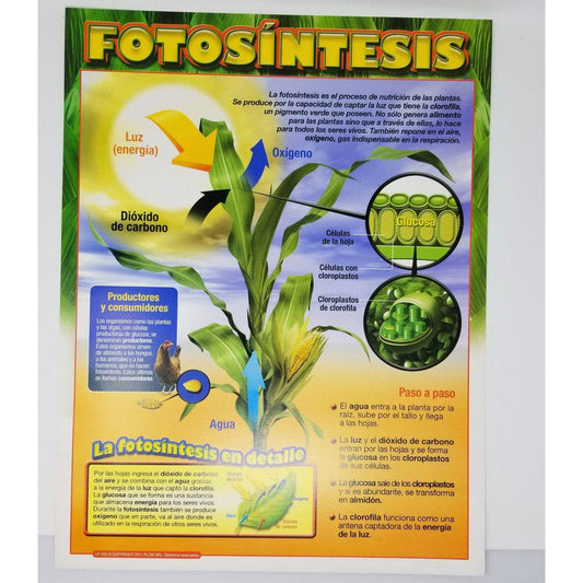 CARTEL FOTOSINTESIS