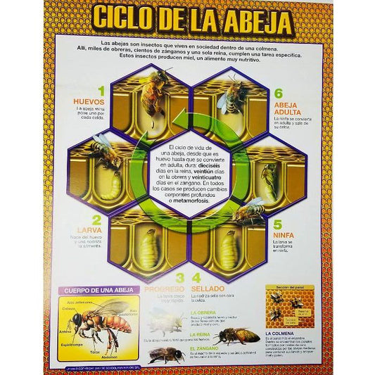 CARTEL CICLO DE LA ABEJA