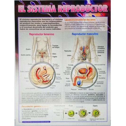 CARTEL SISTEMA REPRODUCTIVO