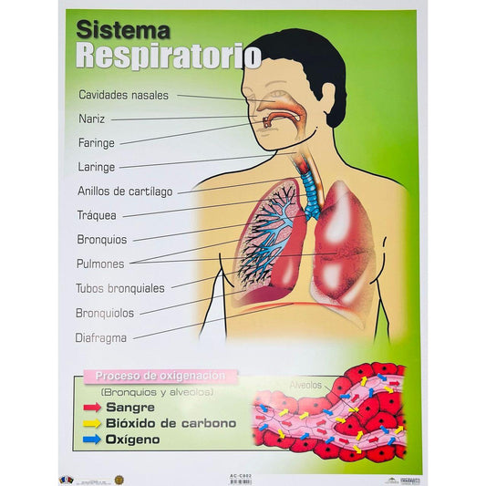 CARTEL SISTEMA RESPIRATORIO