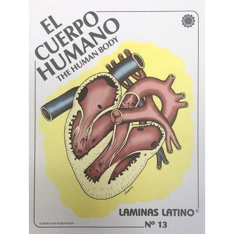 LAMINAS EL CUERPO HUMANO #13