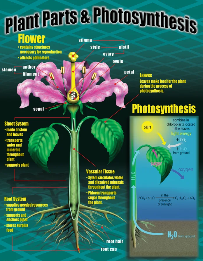 Life Science Poster Set