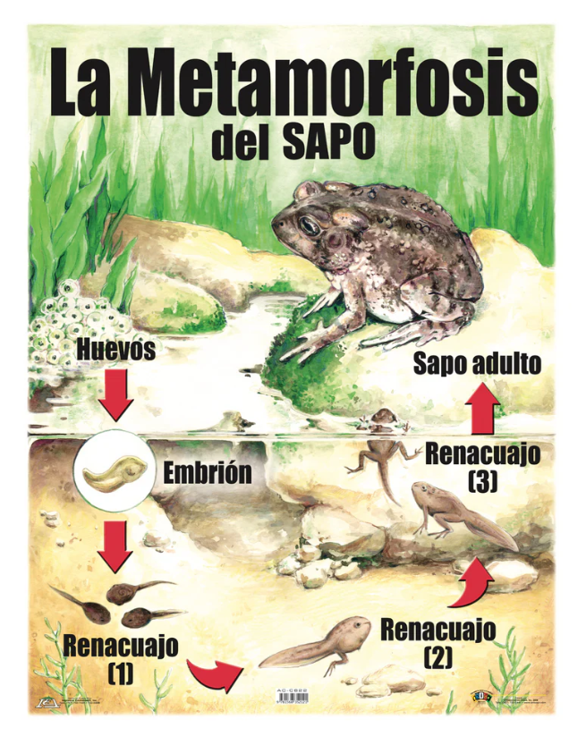 ANI METAMORFOSIS DEL SAPO CARTEL #AC-C822