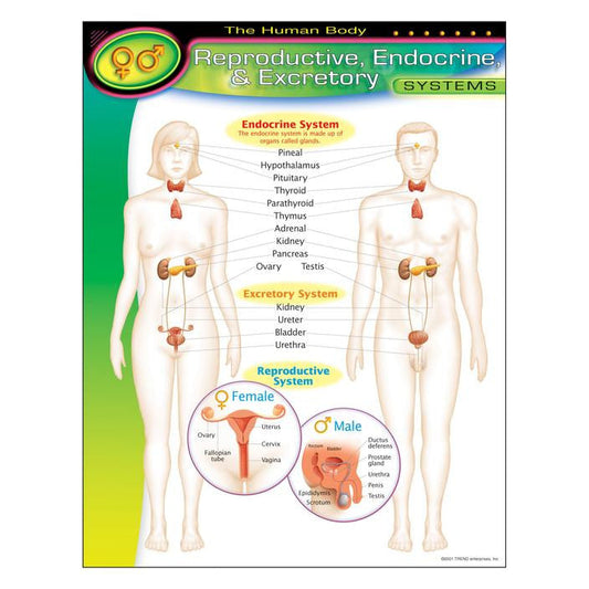 THE HUMAN BODYREPRODUCTIVE, ENDOCRINE, EXCRETORY