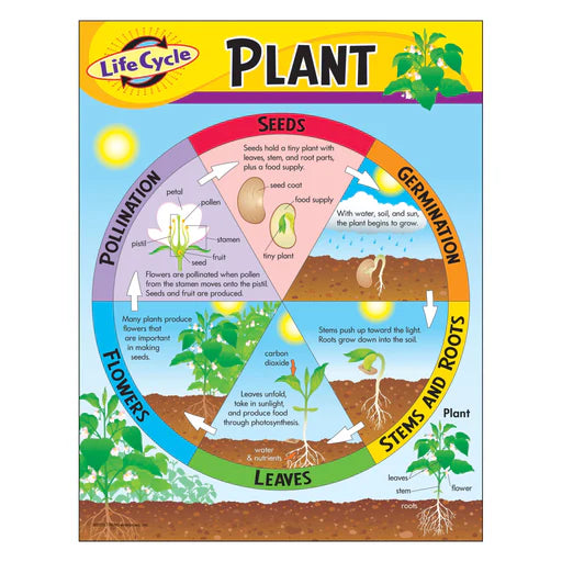 TRE LIFE CYCLE OF PLANTS CHARTER T38179